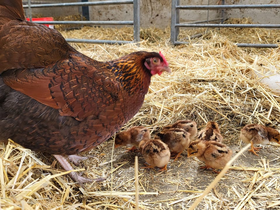 Cottage | Miscellaneous