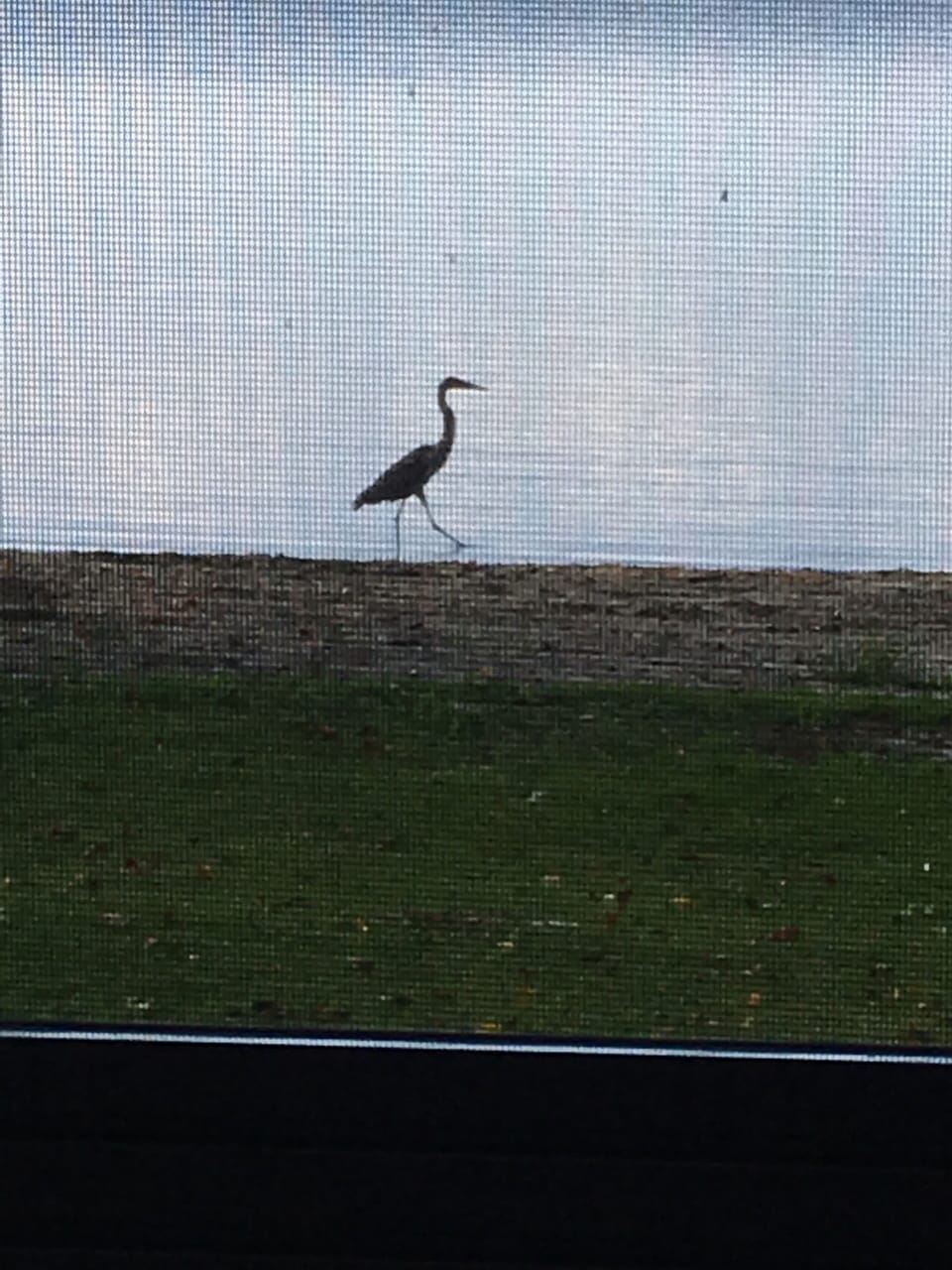 A Heron who comes every year for a visit