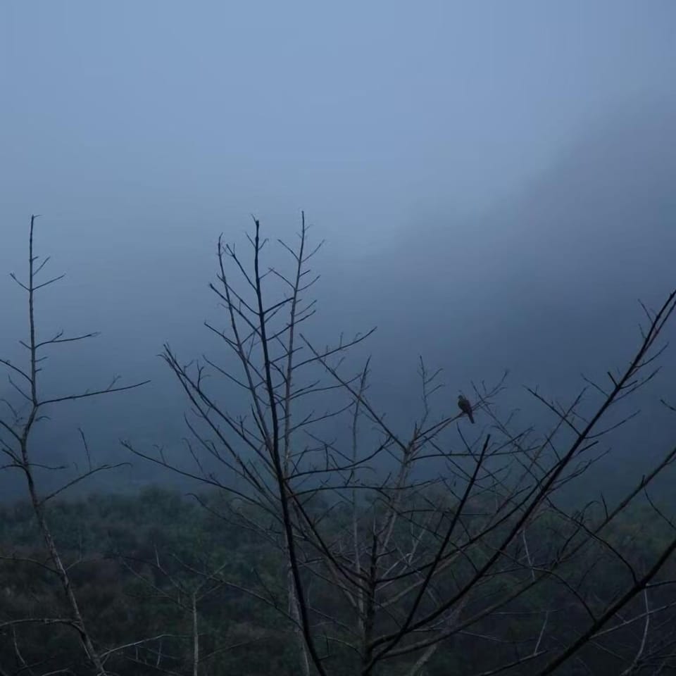 Tree House Terrace | Blackout drapes, free WiFi