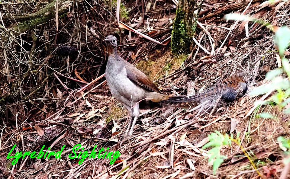 Lyrebird 
