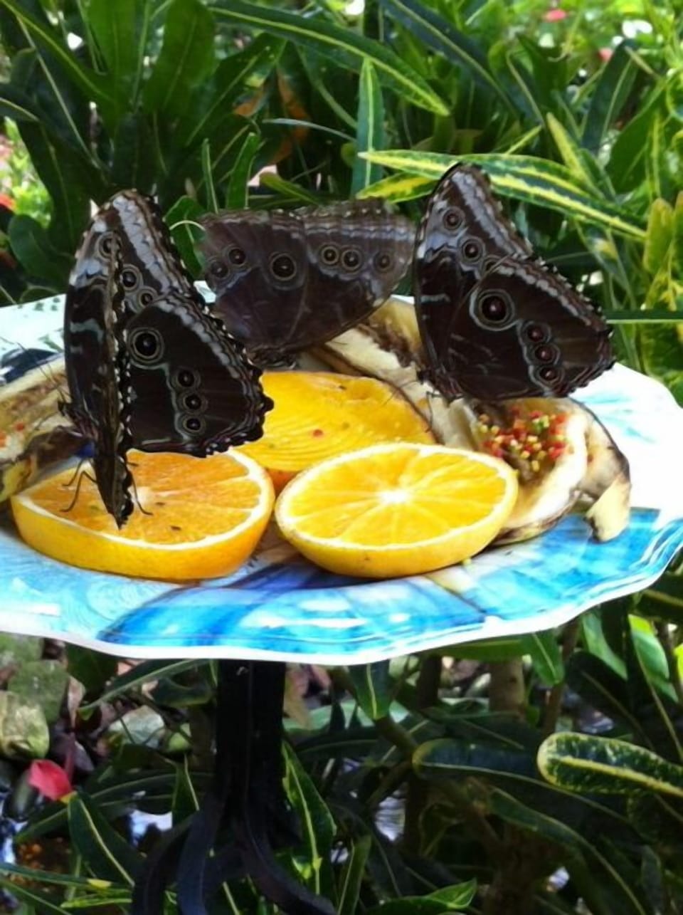 BUTTERFLY WORLD,  JUST  A COUPLE BLOCKS AWAY.