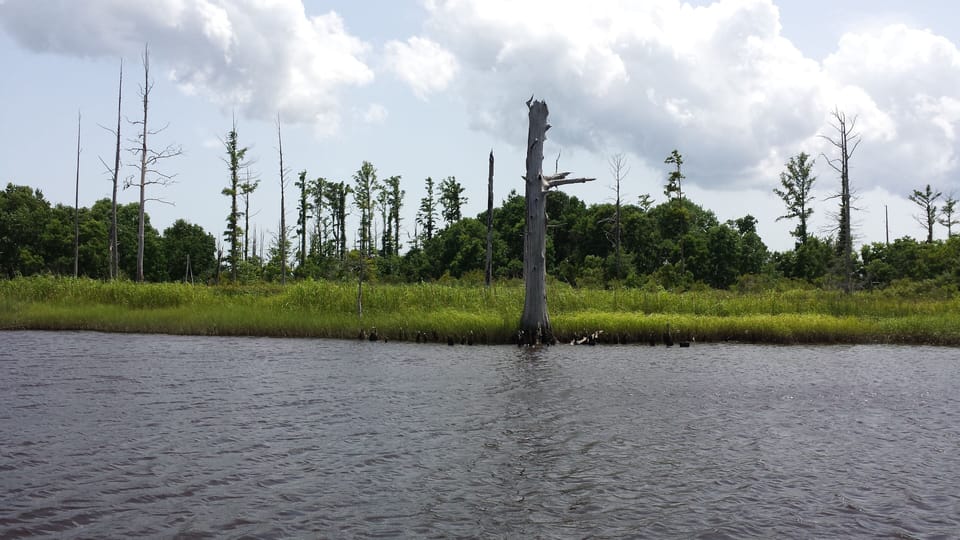 Take a Nature Boat Tour of the Cape Fear River!