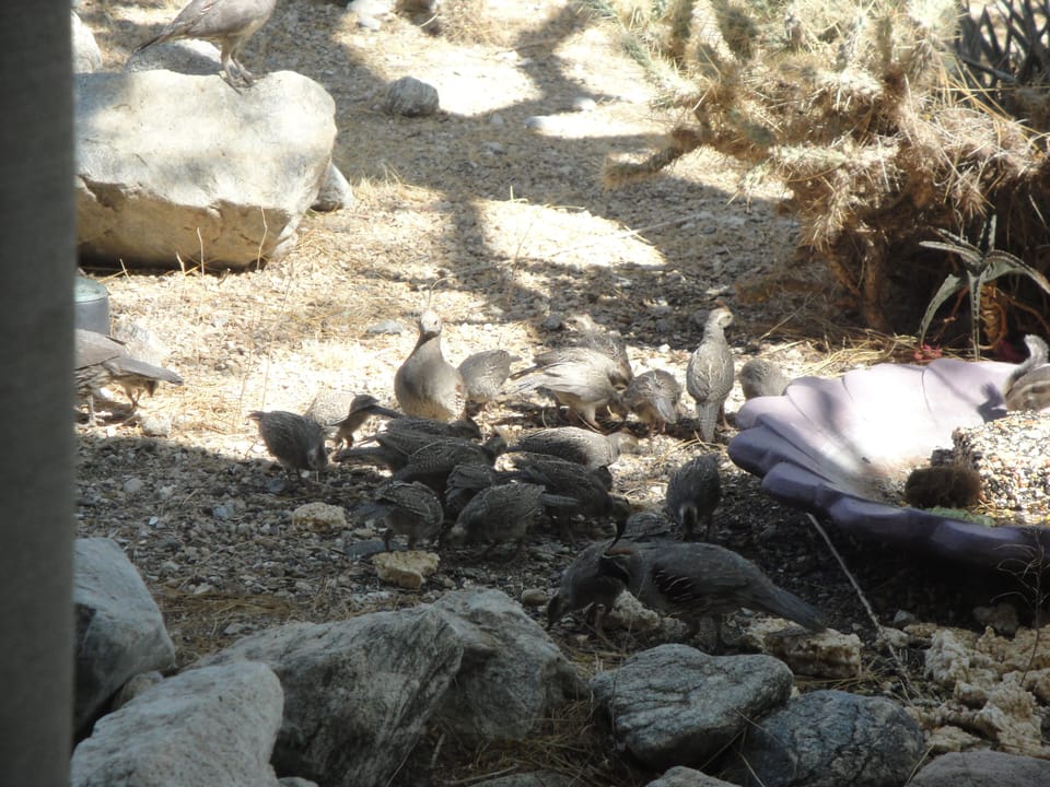 Quails view from glass house