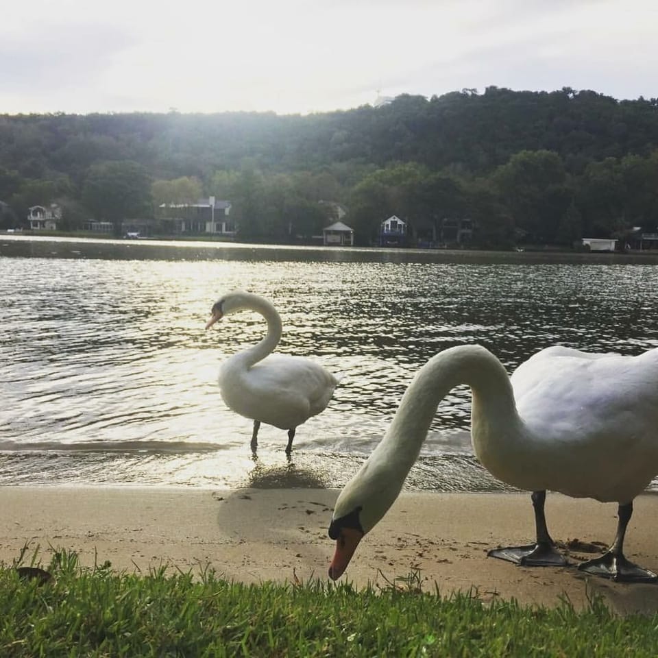 Beach and local Swans. 