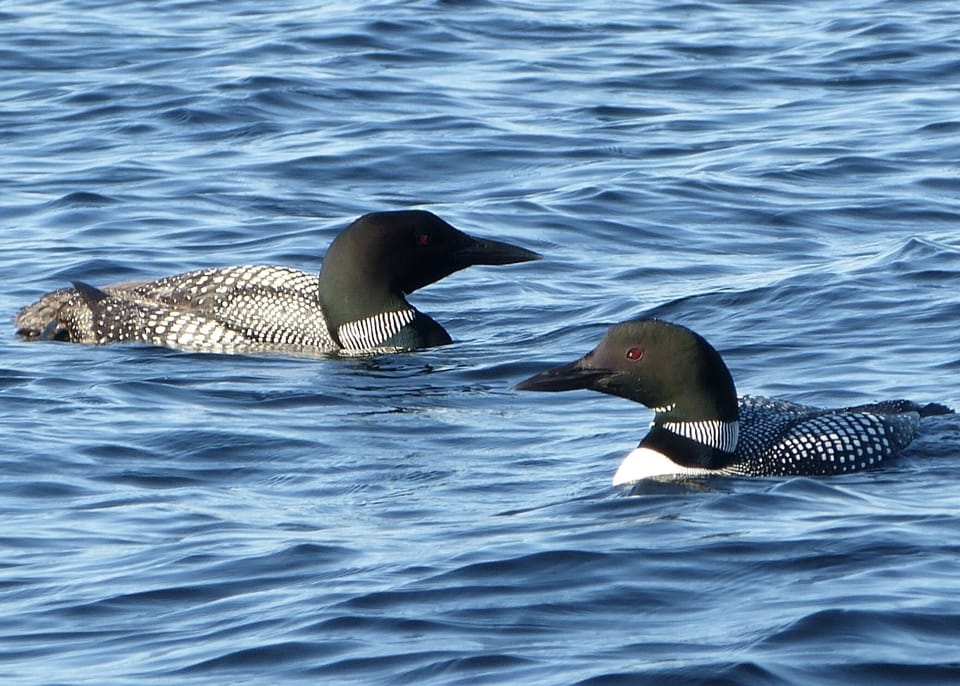 Moosehead Lake residents. Listen for the loons calling to you.
