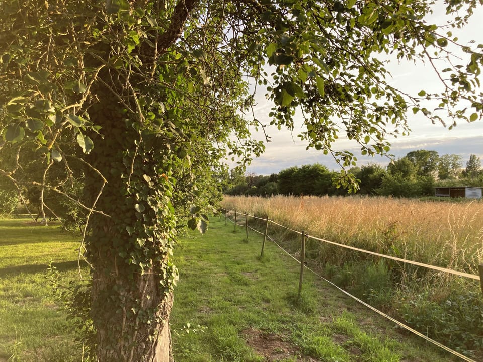 garden with fruits trees and meadow behind the house