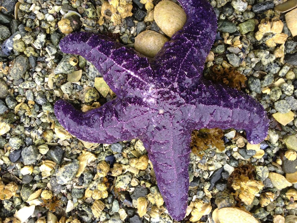 Purple starfish at low tide...Gorge Harbour