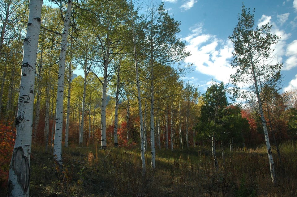 Elk Meadows at Sundance - winter home of snowshoeing and cross country skiing