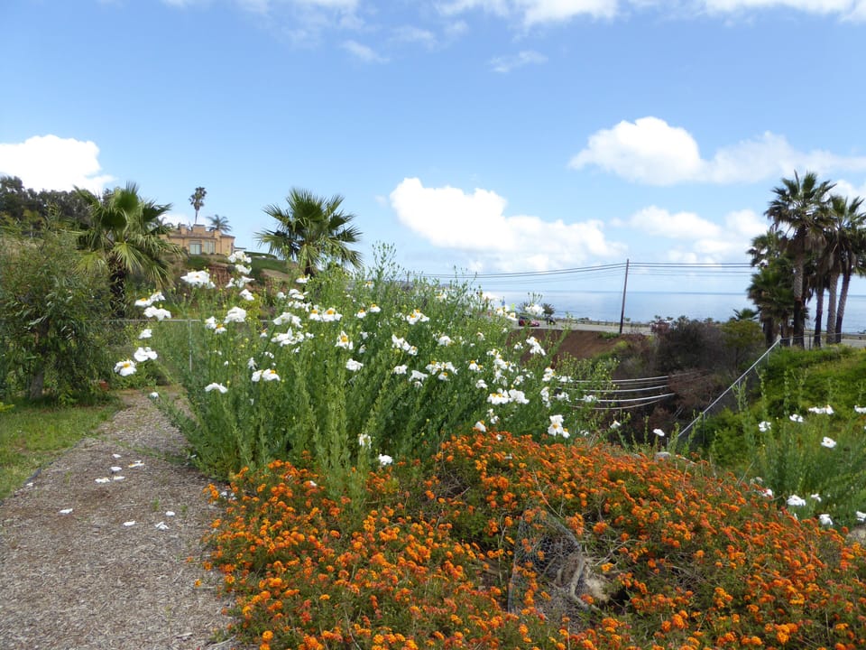 Matilija Poppy & lantana
May-September
