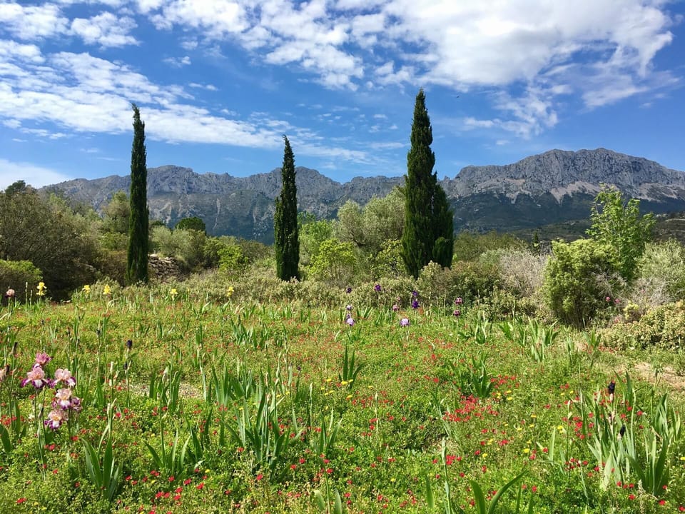Benissa. Lilies Garden with the Bernia mountain range
