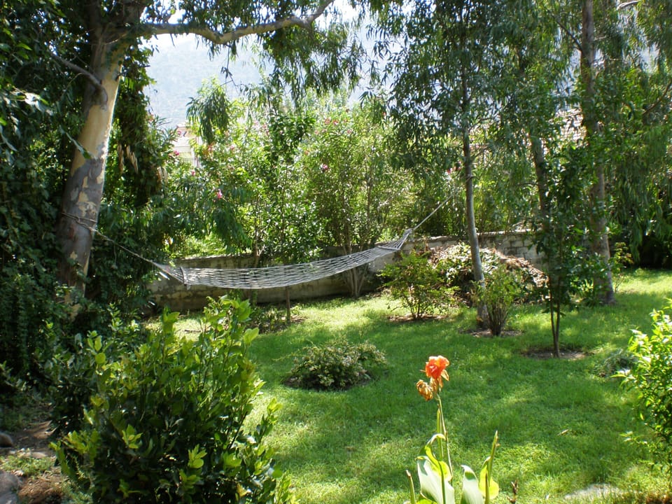 The garden