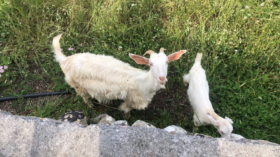 We have compost at the villa, but the goats like first pick of the peelings!