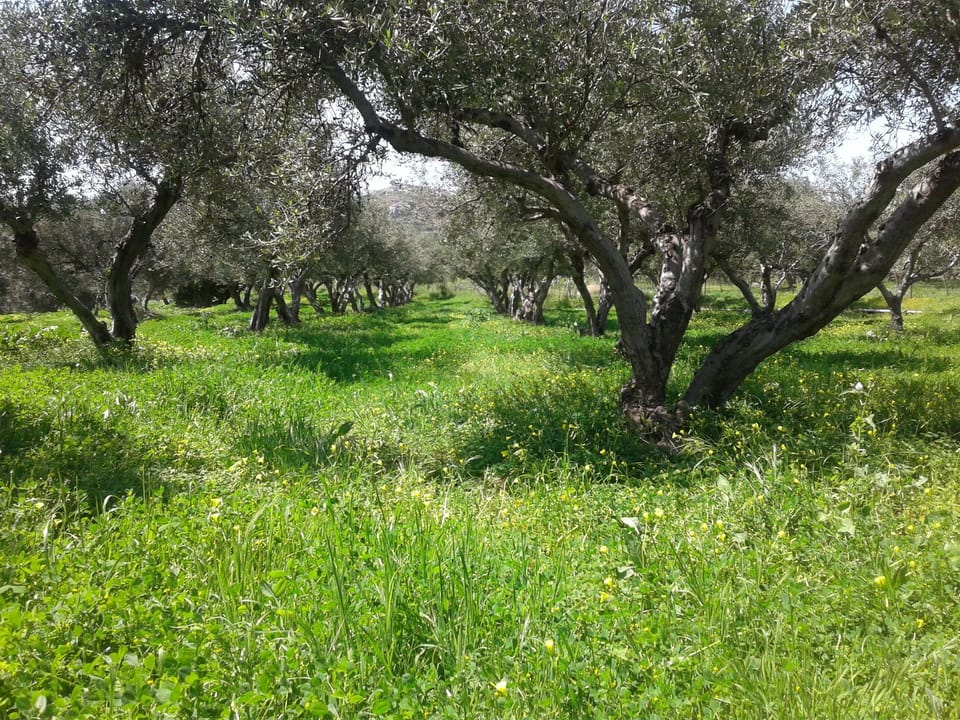 Our farm dressed up in green and yellow! It's spring time...