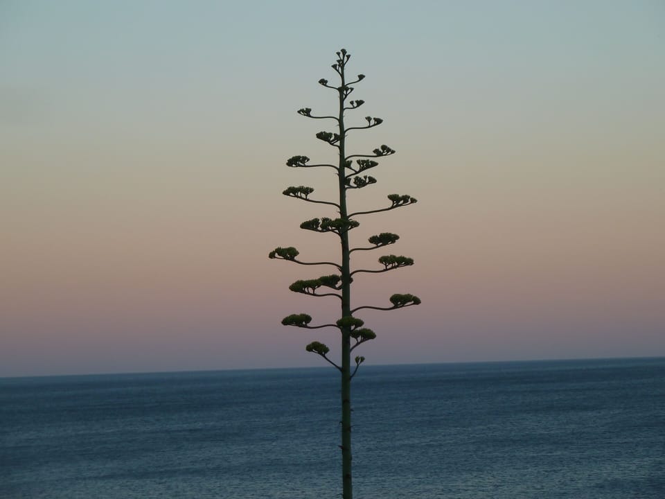 These 'flowers' pop up in different places front of the villa every year 