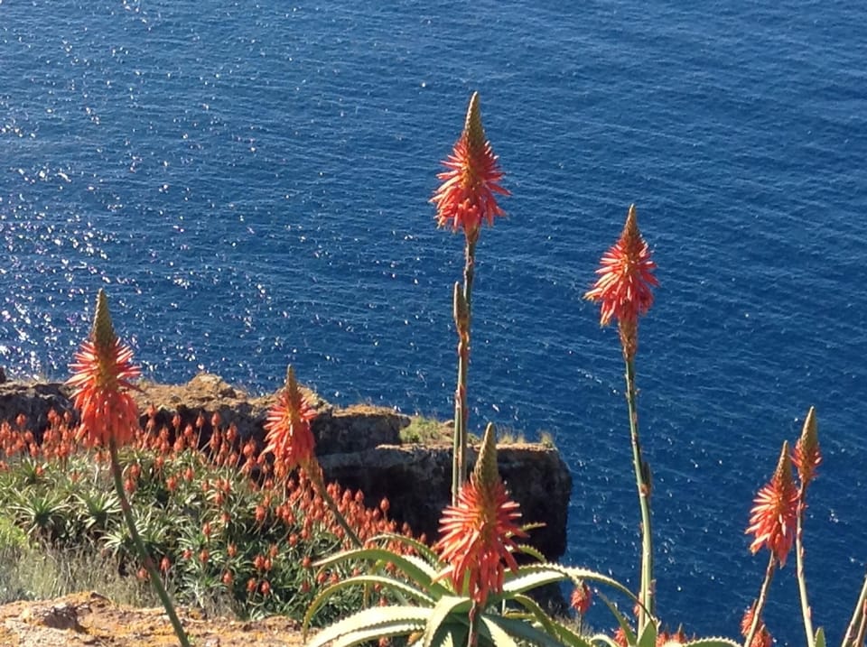 Winter flowers in bloom (aloe)
