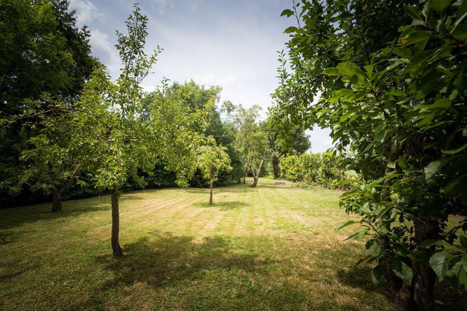 Back garden / orchard