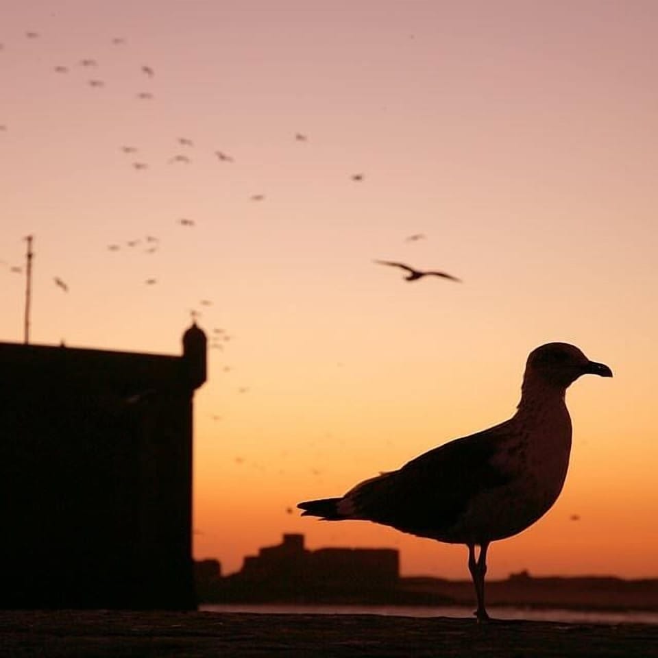 Mouette