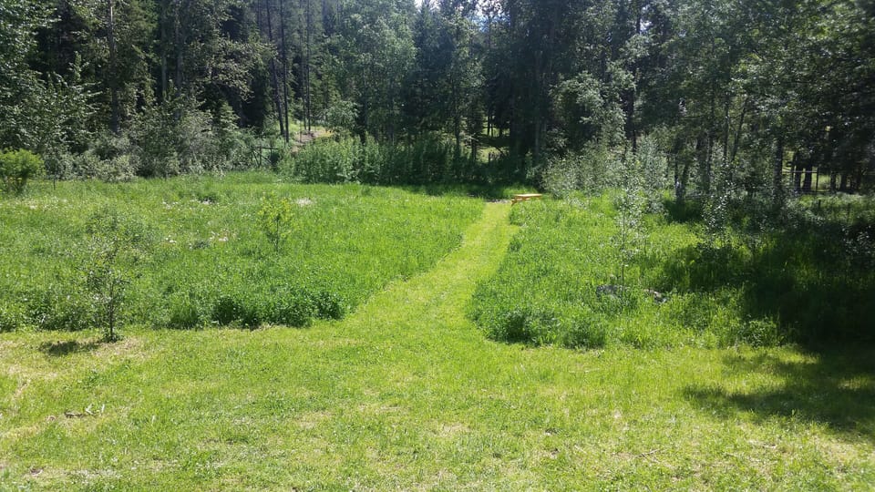 The yard down to the elk fence