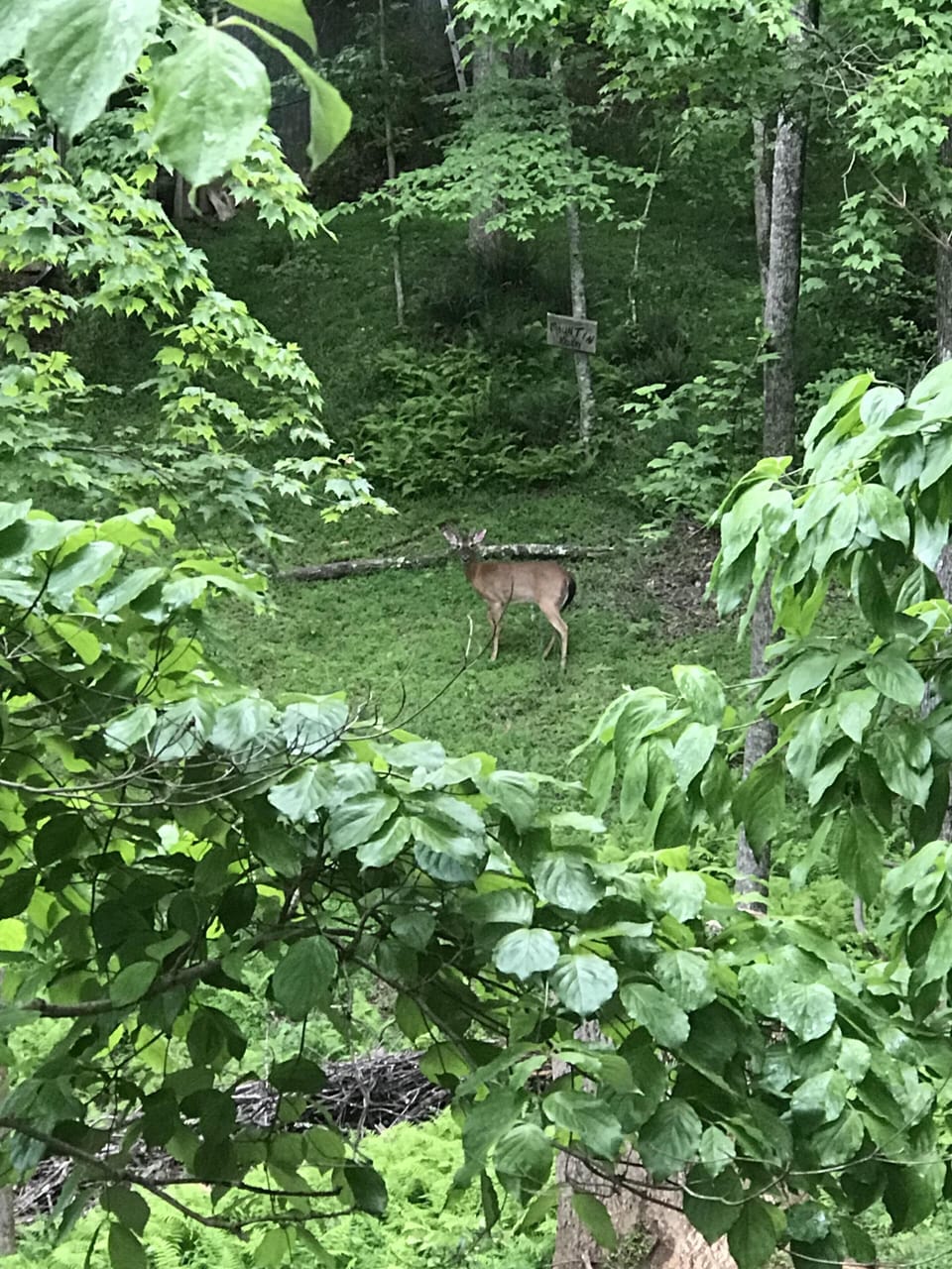 This little fellow wandered in the backyard to nibble