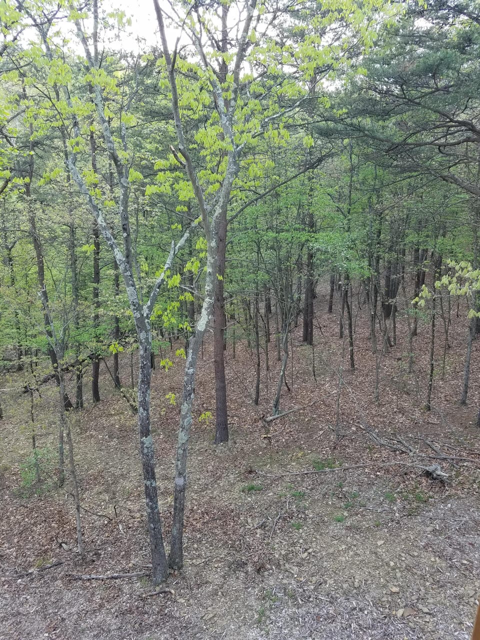 Another tranquil deck view.