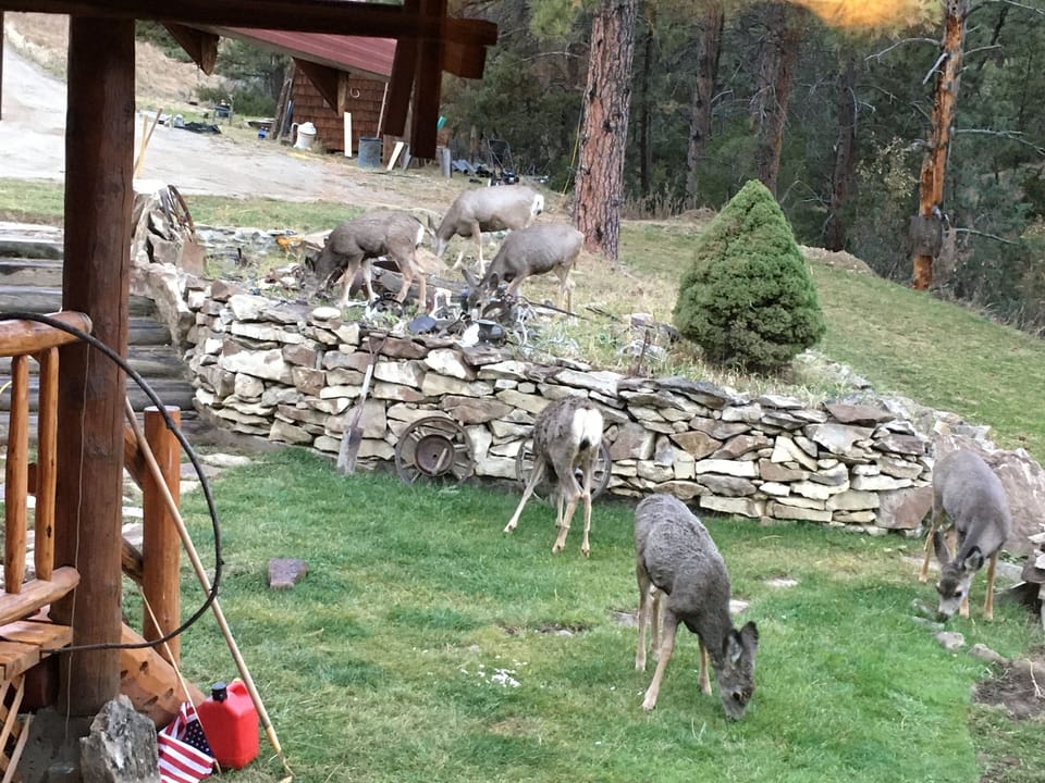 The Deer Herd Passes Through Every Morning