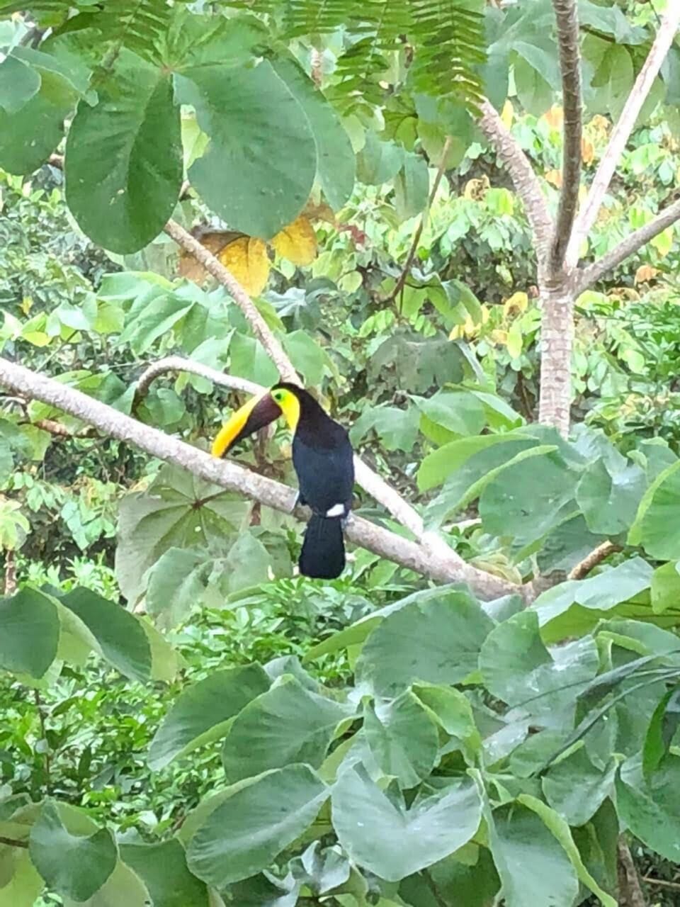 Toucans in the trees