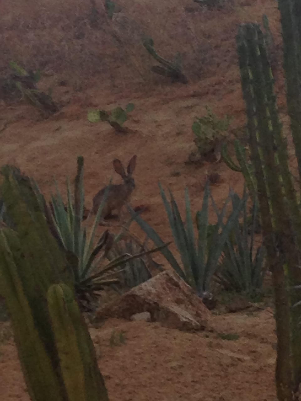 Rabbit we saw in the cactus garden