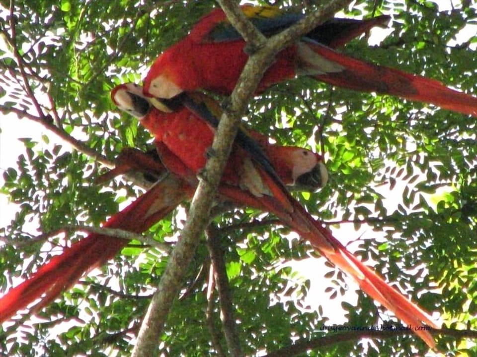 Maccaws very near the villa, no 8