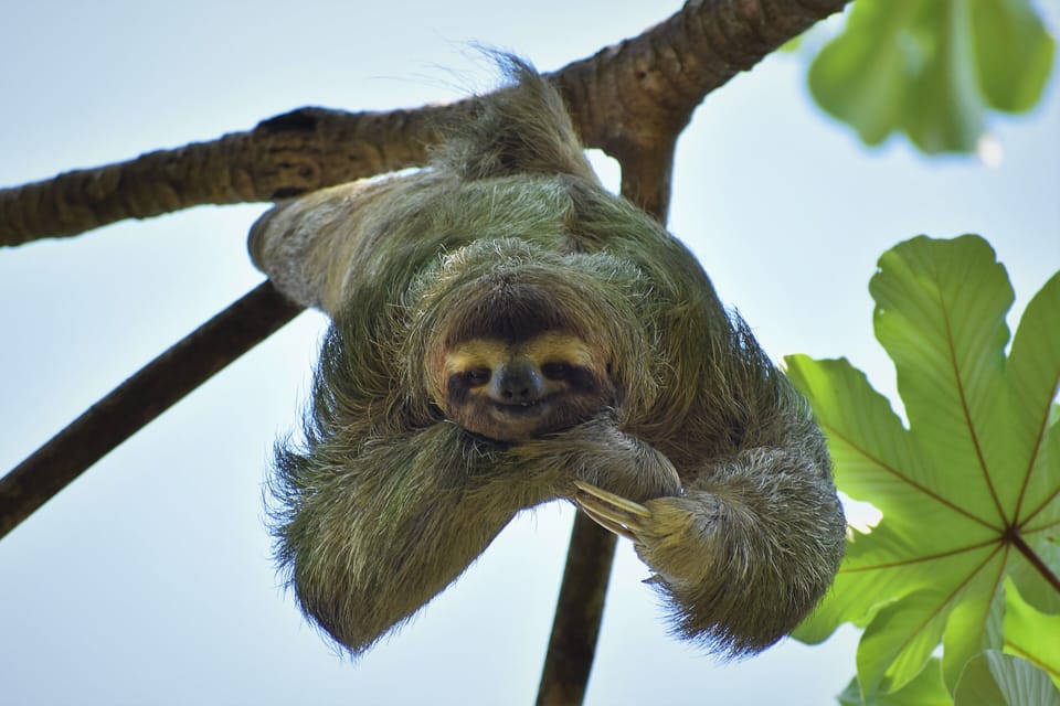 Our girl sloth modeling for us. 
