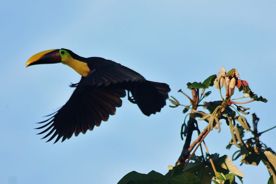 Toucan caught taking flight.  Photo from upstairs bedroom.