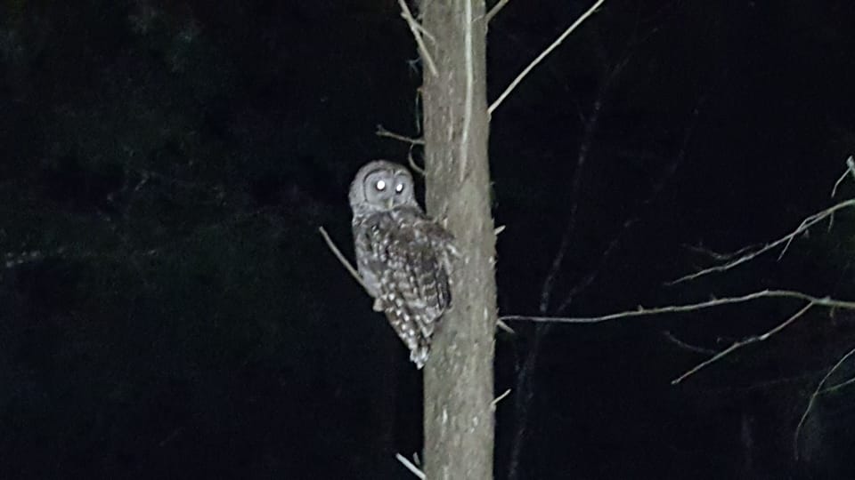 This wise Owl knows where to find the best place to stay.  Frequent visitor.