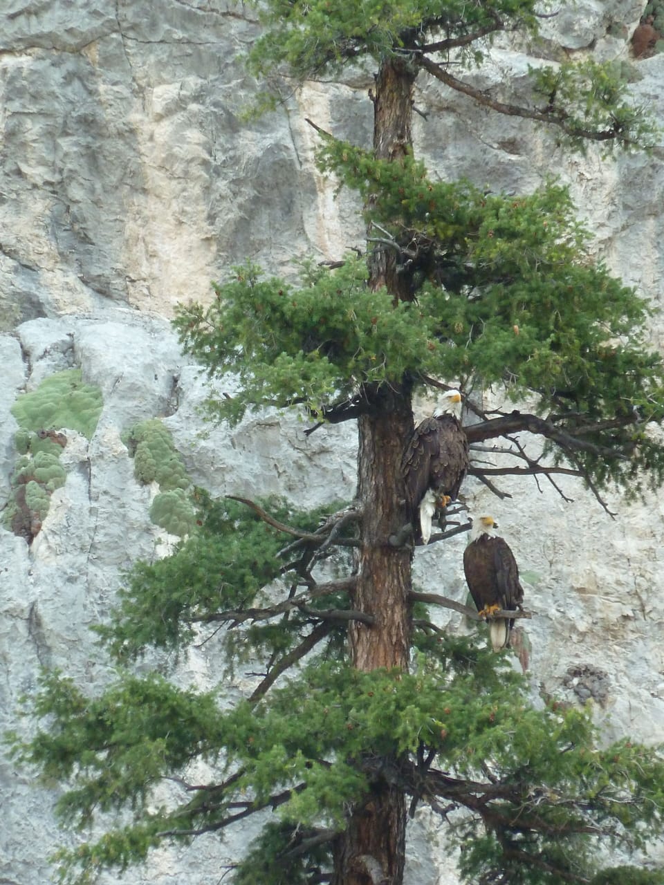 eagles on the Dearborn Road