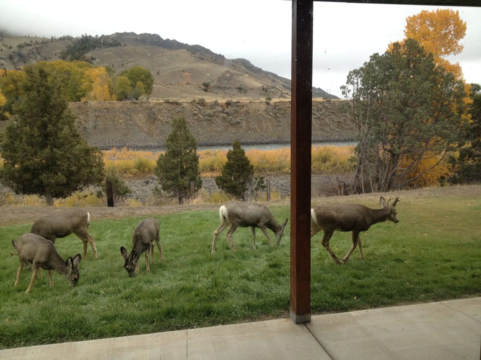 Morning visitors frequently wander through during all times of the year. 
