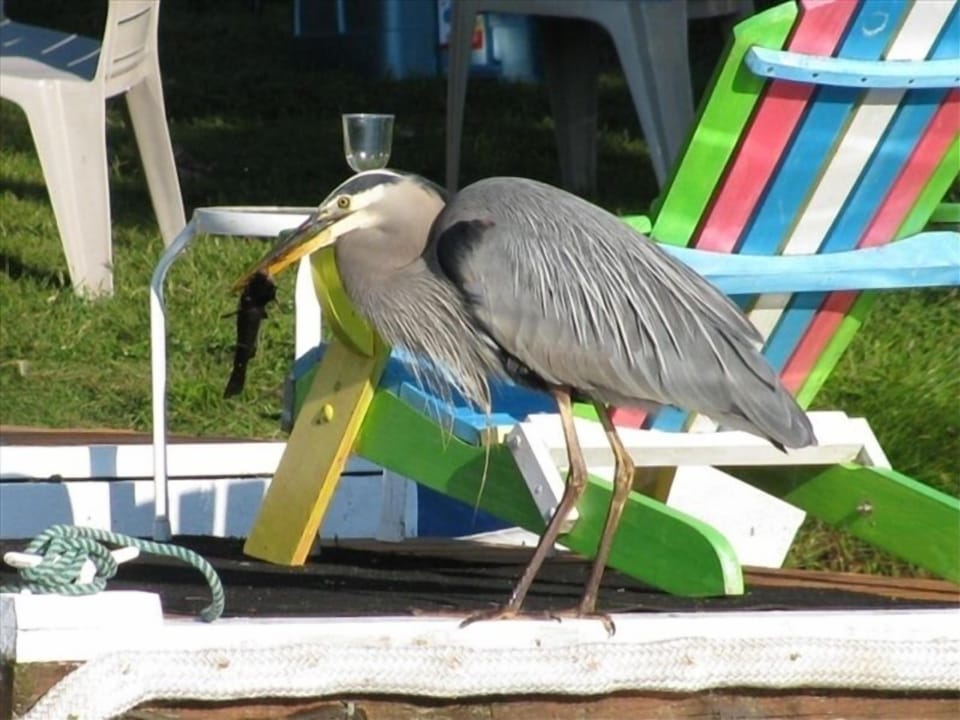 Hemingway our resident Great Blue Heron, with 6 inch catfish caught off the dock