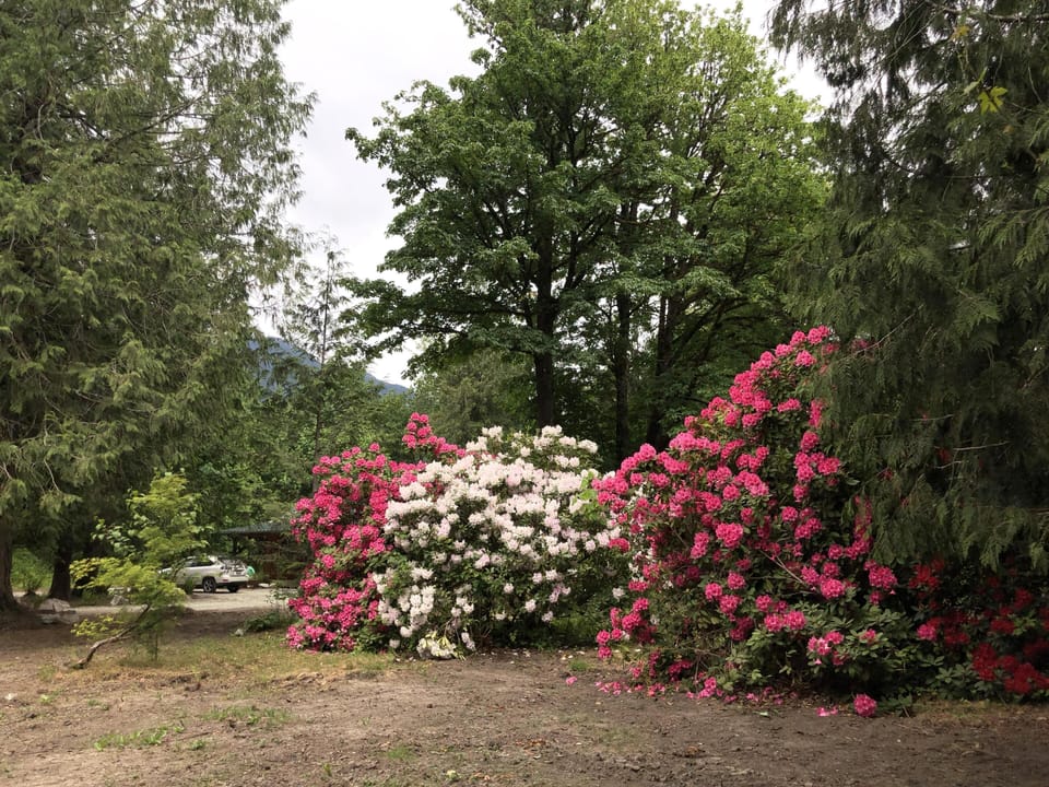 Rhody Season! (mid-April to mid-May)