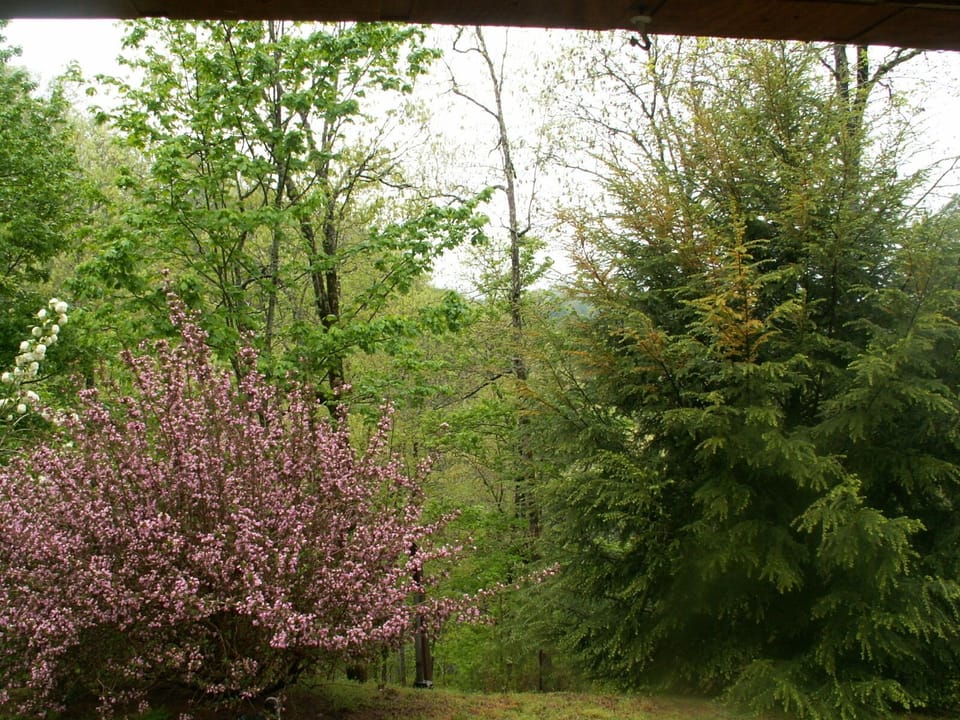 Flowers in the cabin yard.
