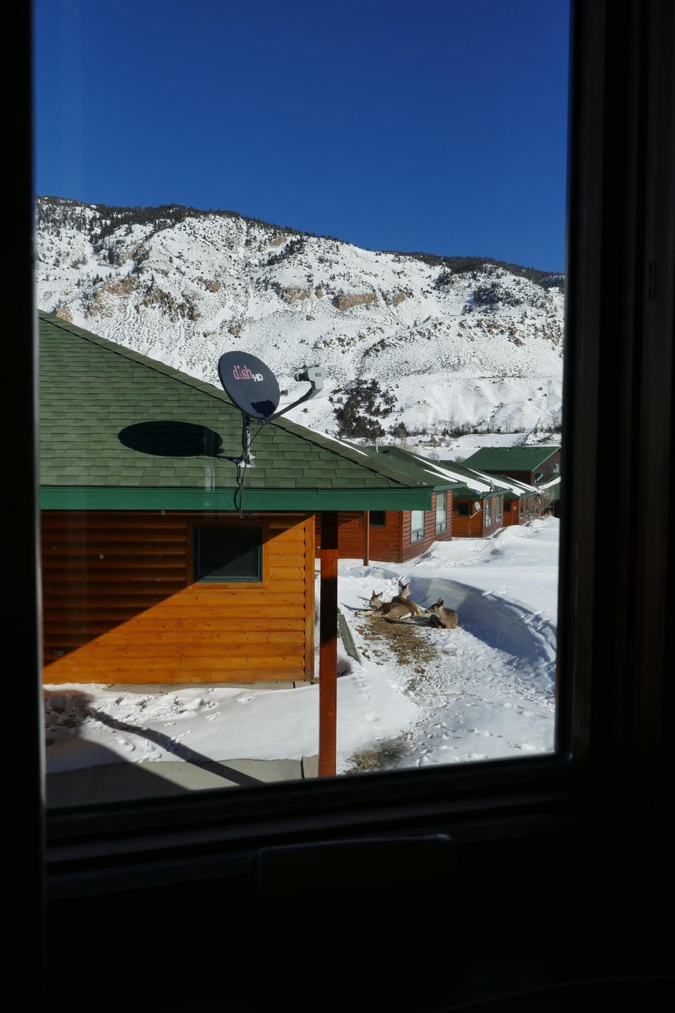 View from Kitchen window, Jan, 2016. June, Timothi & Fat Charlie. Daily visits.