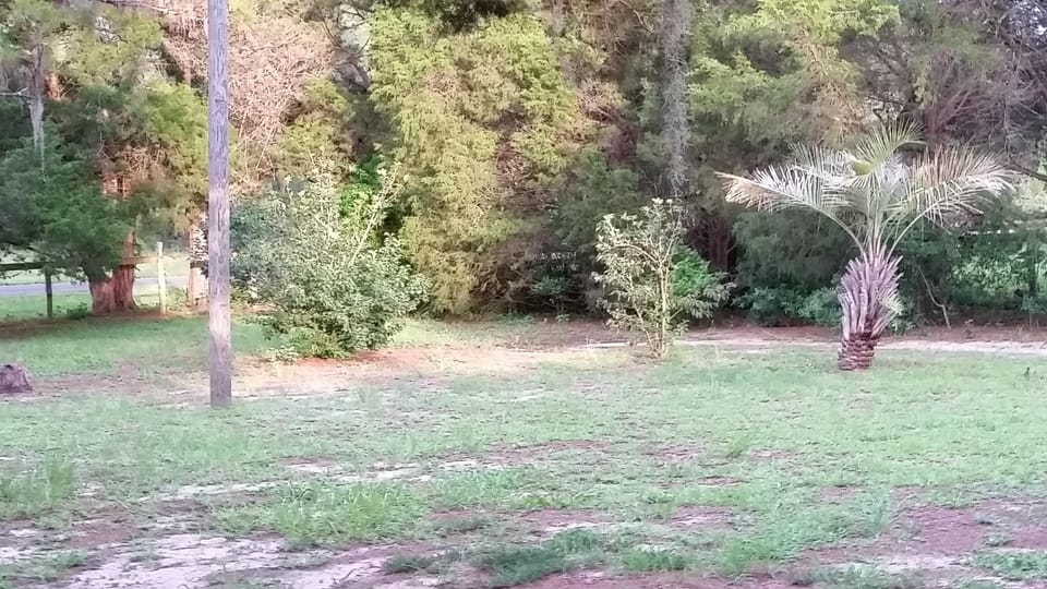 Front yard where many birds, owls and foliage can be seen.