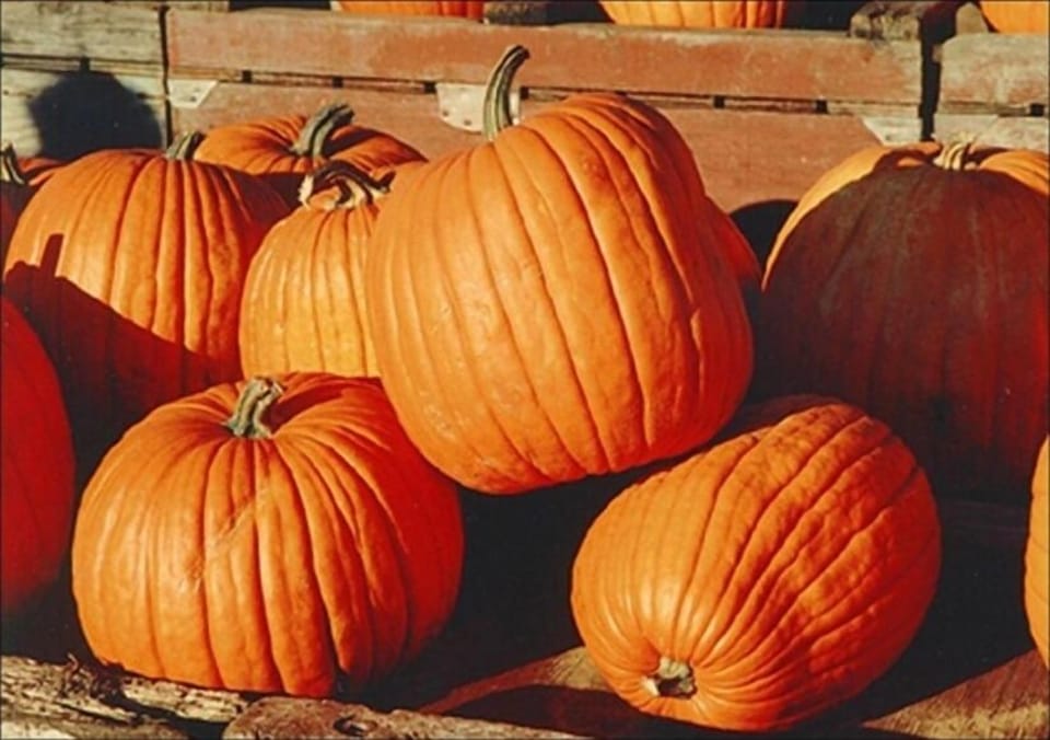 Autumn Activities Galore!