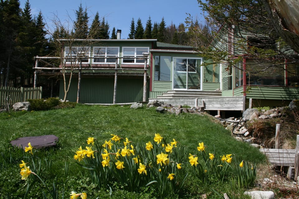 Spring has arrived at Old Bonaventure - the daffodils are putting on a good show