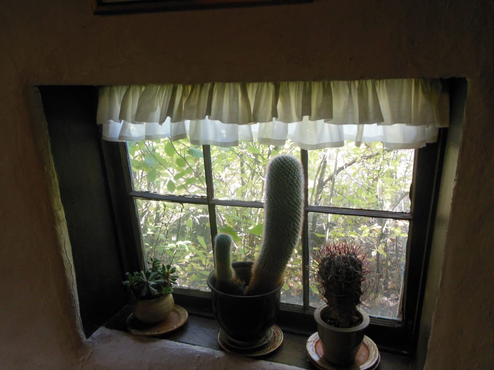 Dining Room Window With My Cactus
