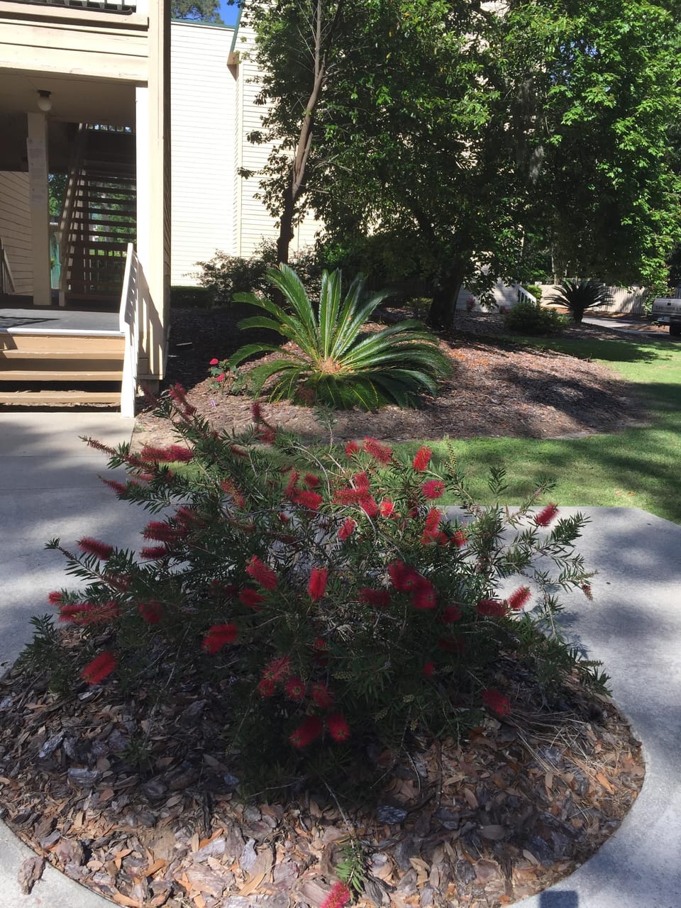 3 steps to entrance;  first condo on the left. Bottlebrush bush in bloom. 
