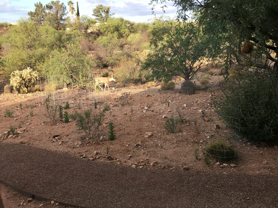Deer from Path Surrounding House