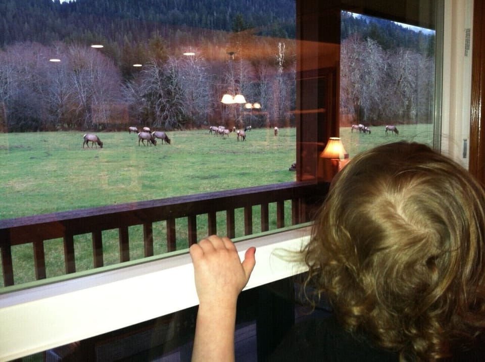 Wildlife viewing is common at the Elk House!