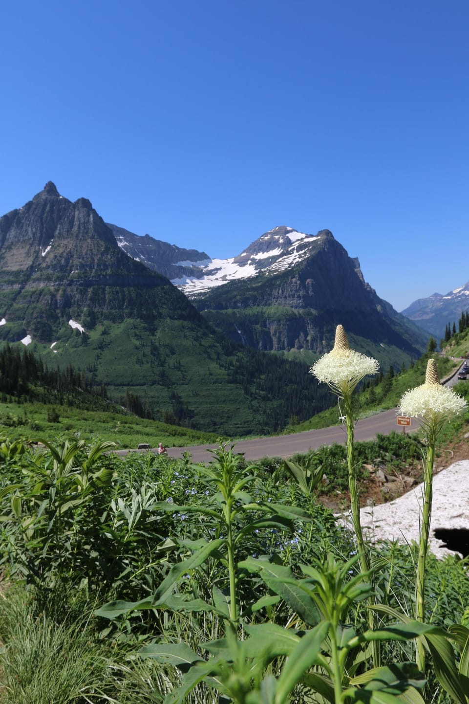 Bear grass is found in the higher elevations.  