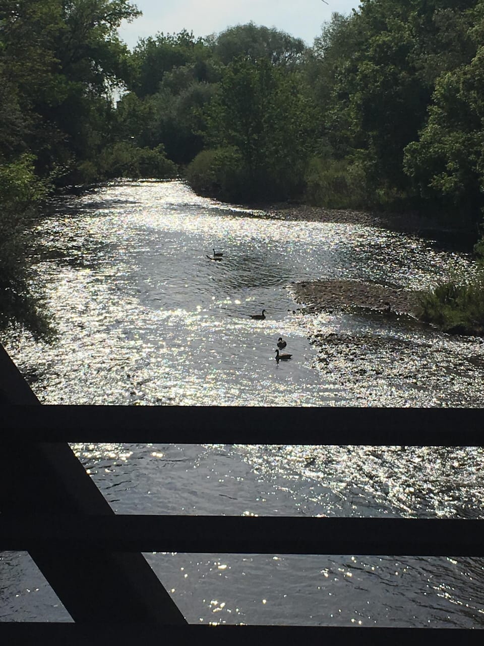The Poudre River, a few blocks away is a favorite of both wildlife and people