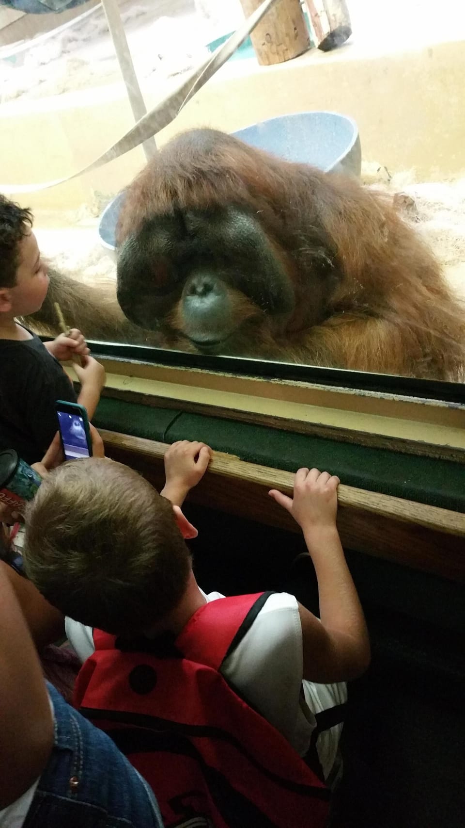 Fun things are happening at the Colorado Springs ZOO. 