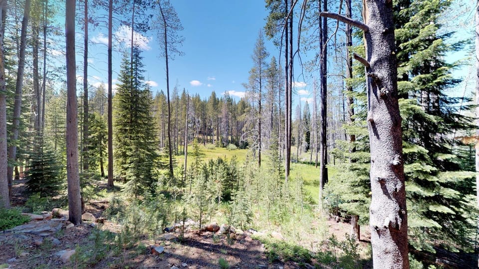 Forest Views Outside Tahoe Donner Meadow View Cabin: Tahoe Donner Meadow View Cabin