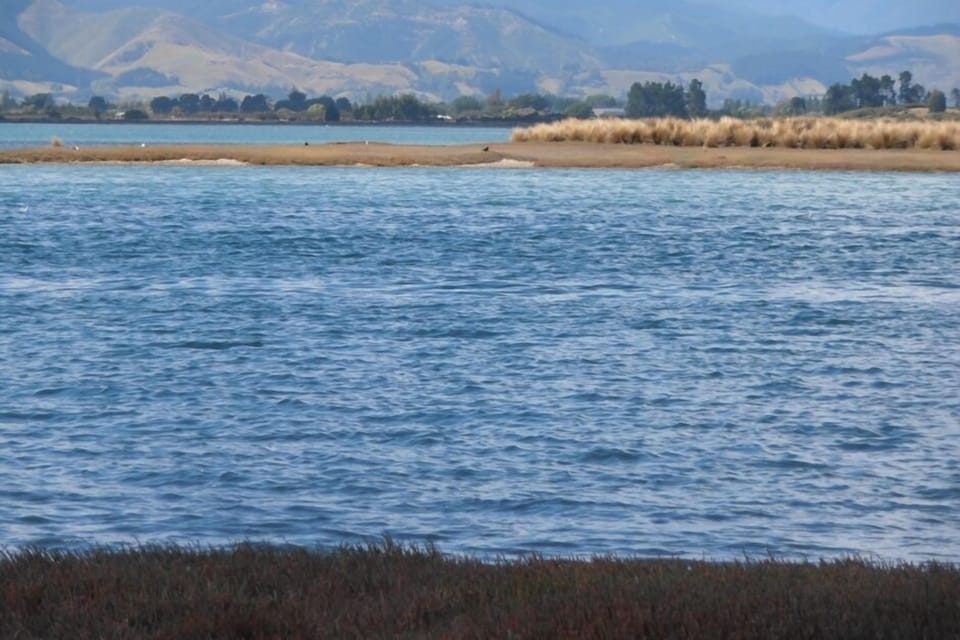 Grossi Point end of our street Godwits home
