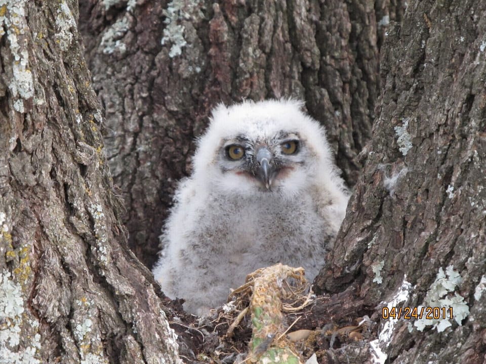 Perched in a tree
